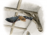 Common Pipistrelle Bat (Pipistrellus pipistrellus) M0026