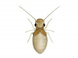 IN020 - Barklouse (Lepinotus reticulatus)