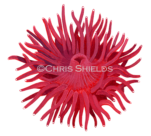 Beadlet Anemone (Actinia equina) OS001