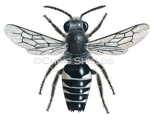 Bee (Sharp-tailed) (male) Coelioxys inermis IN001