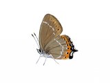 Black Hairstreak (Strymonidia pruni) IN002.Tiff.tif