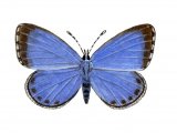 Holly Blue (female) Celastrina argiolus IN003