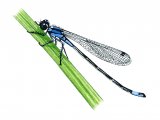 Damselfly (Blue-tailed) Ischnura elegans IN002