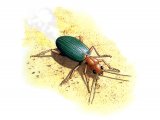 Bombardier Beetle (Brachinus crepitans) IN001