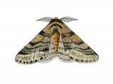 Brindled Beauty (Lycia hirtaria) IN001