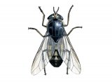 Brown Horsefly (Tabanus bromius) IN001