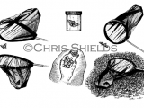 Butterfly Nets L0076