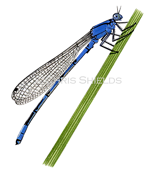 Damselfly (Common Blue) Enallagma cyathigerum IN002