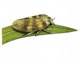 Common Froghopper (Philaenus spumarius) IN001