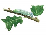 Copper Underwing Caterpillar (Amphipyra pyramidea) IN001