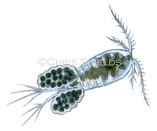 Cyclops Water Flea (Megacyclops viridis) OS003