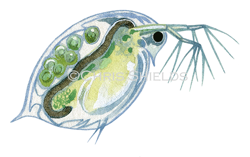 Daphnia OS001