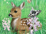 Deer (Roe) Fawn (Capreolus capreolus) M004