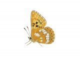 Duke of Burgundy Fritillary (Hamearis lucina) IN002