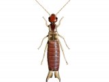 IN073 - Earwig (male) Forticula lesnei