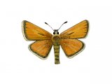 Essex Skipper (Thymelicus lineola) IN001