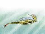 Fairy shrimp (Chirocephalus) OS001