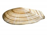 Faroe sunset shell (Gari fervensis) OS001