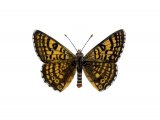 Fritillary (Glanville) Melitaea cinxia IN001