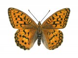 Fritillary (High Brown) Fabriciana adippe IN001