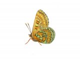 Fritillary (Marsh) Eurodryas aurinia IN002