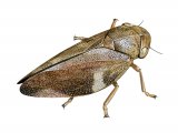 Common Froghopper (Philaenus spumarius) IN005