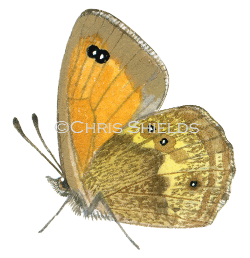 Gatekeeper (male) Pyronia tithonus IN003