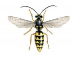 IH067 - German Wasp male (Vespula germanica)