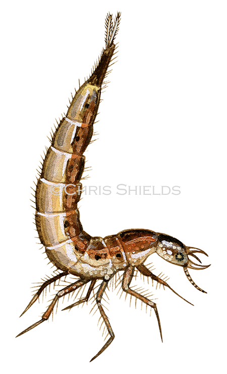 Great Diving Beetle Larvae (Dytiscus marginalis) IN002