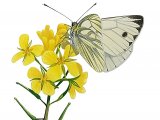 Green-veined White (Pieris napi) IN004