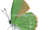 Green Hairstreak (male)  Callophrys rubi L0085
