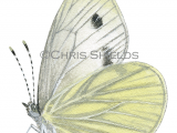 Green-veined White (Pieris napi) L0096