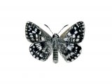 Grizzled Skipper (Pyrgus malvae) IN001