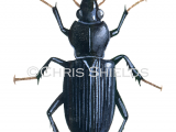 Ground Beetle (Nebria brevicollis) IN006