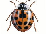 Harlequin Ladybird (Harmonia axyridis) IN002