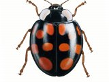 Harlequin Ladybird (Harmonia axyridis) IN004