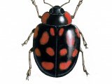 Harlequin Ladybird (Harmonia axyridis) IN006