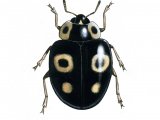 Harlequin Ladybird (Harmonia axyridis) IN007