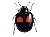 Harlequin Ladybird (Harmonia axyridis) IN010