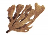 Hornwrack (Flustra foliacea) OS001