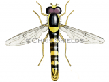 Hoverfly (Sphaerophoria scripta) IN002