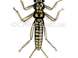 IN161 - Stonefly larvae (Leuctra geniculata