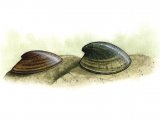 Lake & River Limpets (Acroloxus lacustris) & (Ancylus fluviatilis) OS001