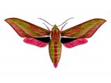 Large Elephant Hawkmoth (Deilephila elpenor) IN001