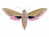 Large Elephant Hawkmoth (Deilephila elpenor) IN003