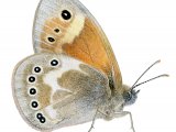 Large Heath (Coenonympha tullia rothliebii) IN004