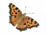 Large Tortoiseshell (Nymphalis polychloros) IN001