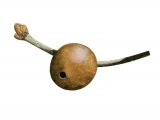 IH053 - Marble Gall (Andricus kollari)