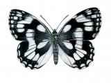 Marbled White (Melanargia galathea) IN001