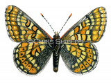 Marsh Fritillary (Eurodryas aurinia) L0074